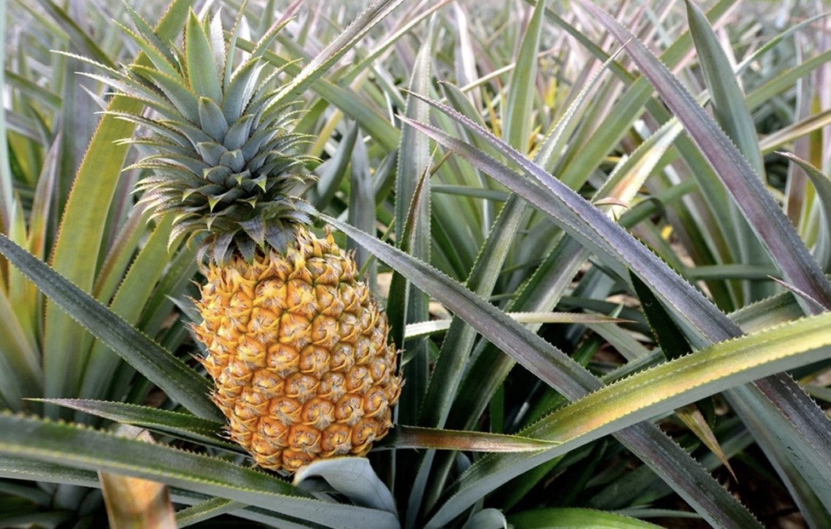 Fresh Premium Pineapples from Tanzania from Tanzania